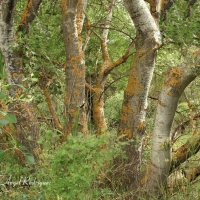 Álamo blanco (Populus alba)
