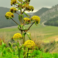Cañaheja (Ferula communis)