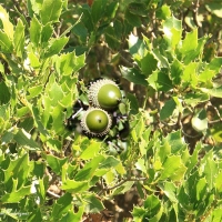 Coscoja (Quercus coccifera)
