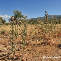 Cardo gigante (Onopordum nervosum)