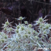 Cardo cuco (Eryngium campestre)