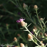 Cártamo silvestre (Centaurea jacea)