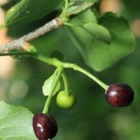 Cerezo de Santa Lucía (Prunus mahaleb)
