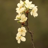 Ciruelo (Prunus domestica)
