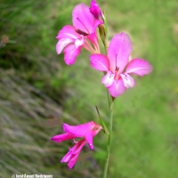 Gladiolo silvestre (Gladiolus communis)