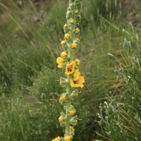 Gordolobo (Verbascum thapsus)