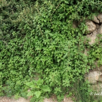 Hierba caracolera (Parietaria judaica)