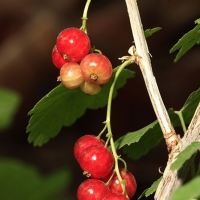 Grosella (Ribes alpinum)