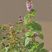 Hierbabuena (Mentha spicata)