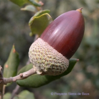 Encina (Quercus ilex Sbsp. Ballota)