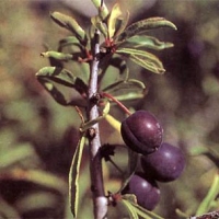 Endrino andaluz (Prunus ramburii)