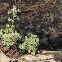 Marrubio nevado (Marrubium supinum)