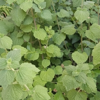 Marrubio bastardo (Ballota nigra) 