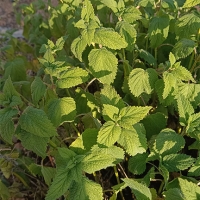 Melisa (Melissa officinalis)