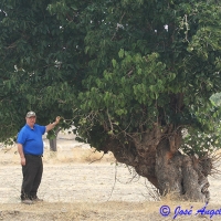 Morera (Morus alba y M. nigra)