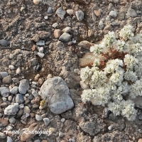 Nevadilla (Paronychia capitata)