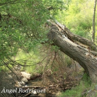 Mimbrera (Salix fragilis)