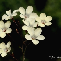 Lino blanco (Linum tenuifolium)