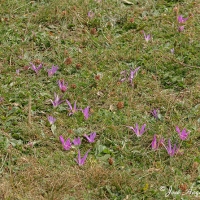 Quitameriendas (Colchicum montanum)