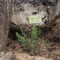 Orégano de Baza (Origanum bastetanum)