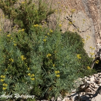 Ruda (Ruta graveolens)
