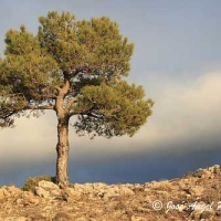 Pino carrasco (Pinus halepensis)