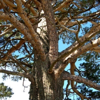 Pino silvestre (Pinus sylvestris)