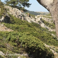 Sabina rastrera (Juniperus sabina)