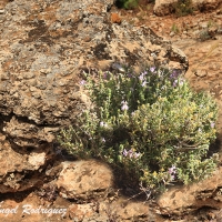 Tomillo aceitunero (Thymbra capitata)