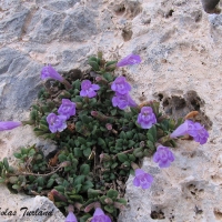 Té de la sierra (Acinos alpinus)