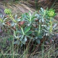 Tártago (Euphorbia lathyris)