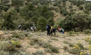 Plantación de árboles en el Parque Natural Sierra de Baza en una actividad organizada por Proyecto Sierra de Baza.