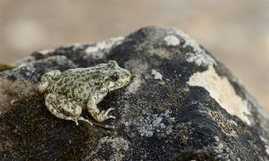 Foto de Ejemplar de sapo partero bético fotografiado en la Sierra de Baza.