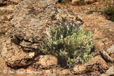 Foto de Tomillo aceitunero en floración en su hábitat característico de la Sierra de Baza (Granada).