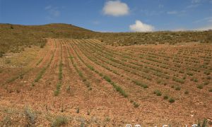 Foto de Cultivo de plantas aromáticas en la Sierra de Baza 