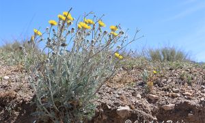Foto de Ajonjera en la zona de la rambla de Los Carretones en el Parque Natural Sierra de Baza (Granada).