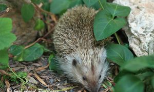Foto de El Erizo común o europeo (Erinaceus europaeus)