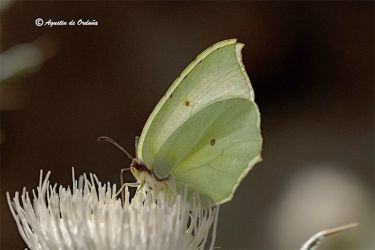 Foto de la limonera (Gonepteryx rhammi)