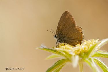 foto de la querquera