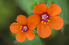 imagen de fichas de plantas