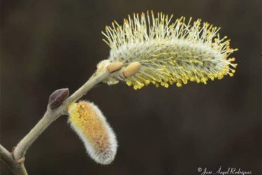 Foto de las flores masculinas del llamado sauce cenizo, en distintas fases de su maduración