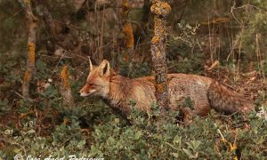 El zorro (Vulpes vulpes) tiene un importante papel en el control natural y biológico de la plaga de la procesionaria.