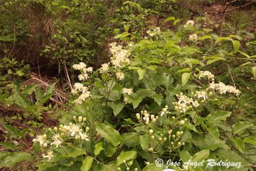 Foto de Enredadera de clemátide flámula en floración primaveral