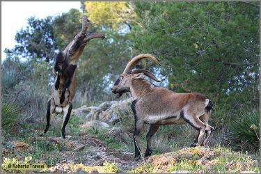 foto de machos montes peleando