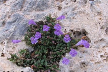 Foto de la Planta del té de la sierra creciendo en su entorno natural.