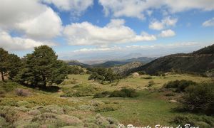 Paisaje característico de pinos silvestres en la Sierra de Baza.