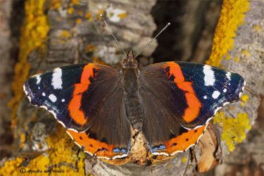 Foto de la mariposa Vanessa atalanta