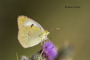 Foto de la mariposa Colias de Alfacar (Colias alfacariensis)