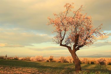 foto de almendro en flor