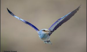 Foto de Carraca (Coracias garrulus)